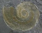 Pyritized Ammonite (Harpoceras) Fossil - Germany #51151-1